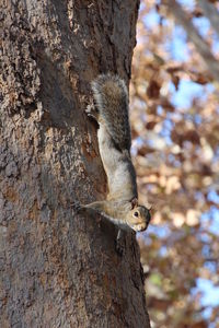 Low angle view of squirrel on tree trunk