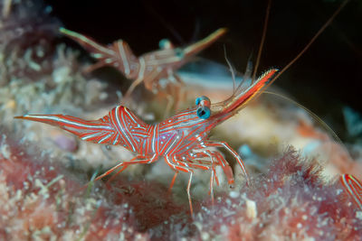 Close-up of fish in sea