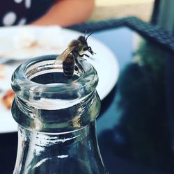 Close-up of insect on glass