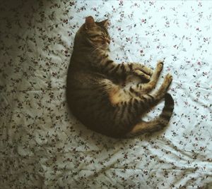 High angle view of cat relaxing on floor