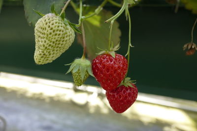 Close-up of strawberry growing on plant