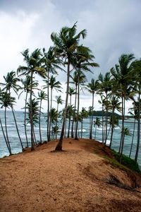 Palm trees on beach against sky