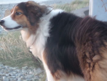 Close-up of dog looking away