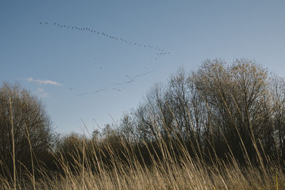 Flock of birds flying in the sky