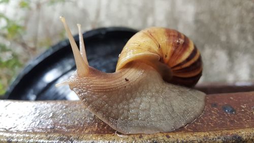 Close-up of snail