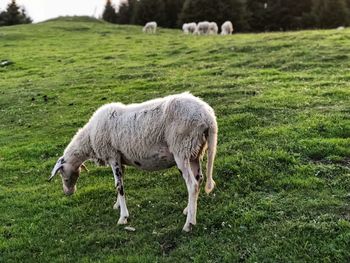 Sheep grazing in a field