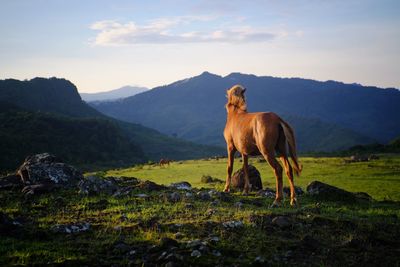 Horses in a valley