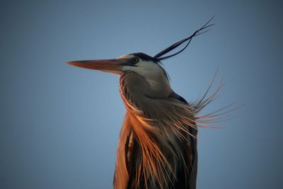 Close-up of bird against clear sky