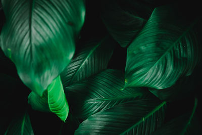 Close-up of green leaves in forest