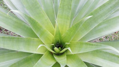 Directly below shot of palm leaves