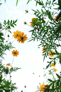 Low angle view of flowering plant against sky