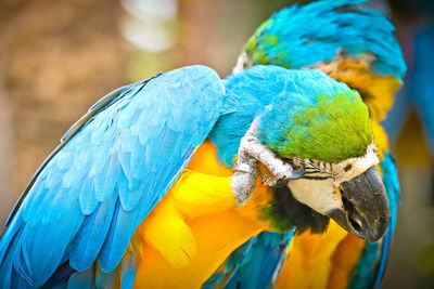 Close-up of blue parrot perching