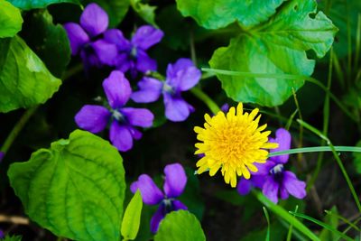 Close-up of purple flowering plant