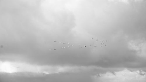 Low angle view of birds flying in sky