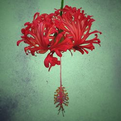 Close-up of red flowers over white background