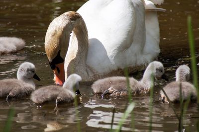 Swans swimming in lake