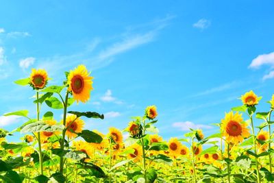 Low angle view of sunflowers blooming on field against sky