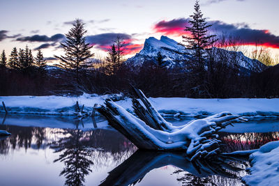 Frozen trees on snowcapped mountains against sky
