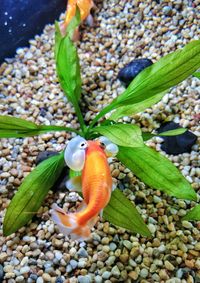 Close-up of fish in sea