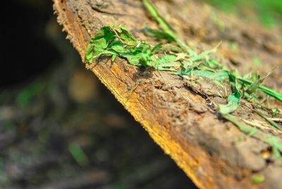 Close-up of wood on tree trunk