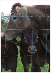 Close-up of horses standing in grass