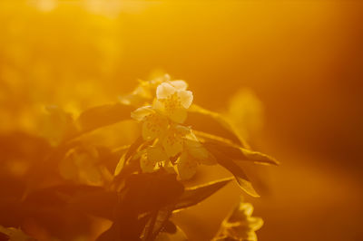 Close-up of yellow flower