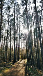 Walkway amidst trees in forest