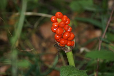 Close-up of red berries growing on tree