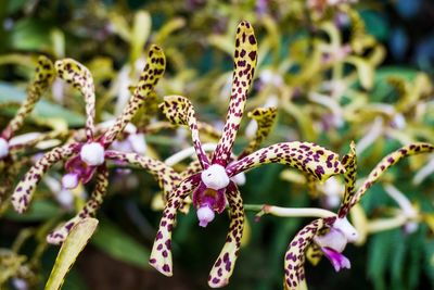 Close-up of flowers blooming outdoors