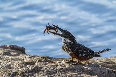 Close-up of bird on rock