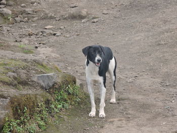 Dog on dirt road