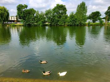 Reflection of trees in water