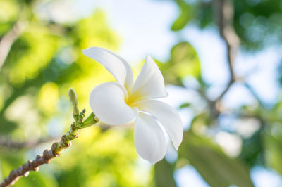 Close-up of white flower growing on tree