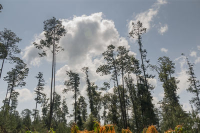 Low angle view of trees in forest against sky