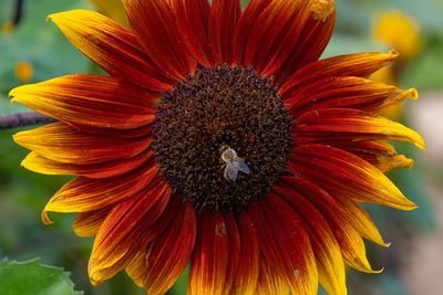 Closeup of a honeybee pollinating a ring of fire sunflower - michigan