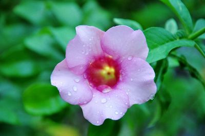 Close-up of water drops on pink flower