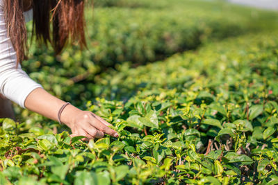 Midsection of woman hand amidst plants in field