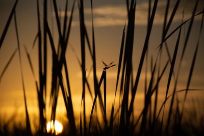 Close-up of silhouette plants on field against sunset sky