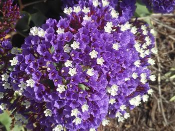 Close-up of purple flowers