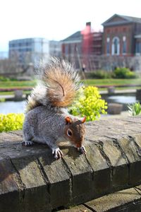 Close-up of squirrel on retaining wall