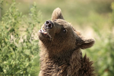 Close-up of an animal