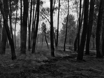 Trees in forest