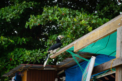 Low angle view of bird perching on wood