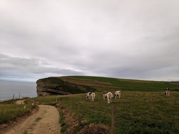 Cows in a field in bolao, cantabria