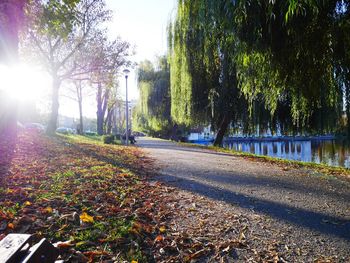 Sun shining through trees