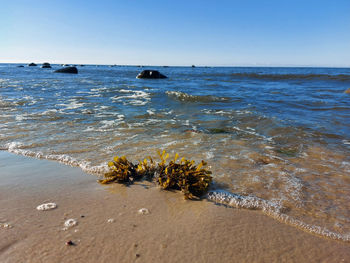 sea