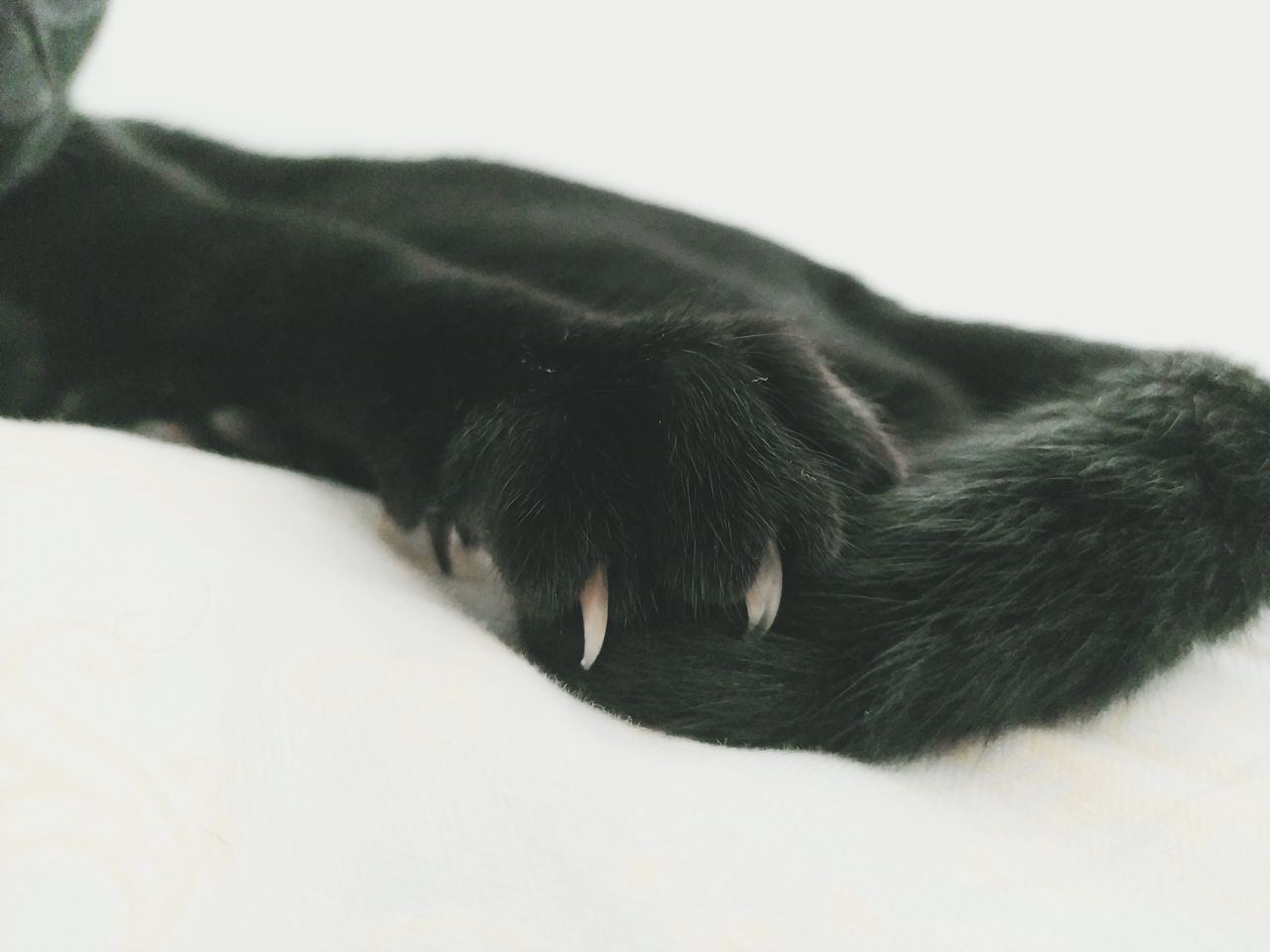 BLACK CAT LYING ON A BLANKET