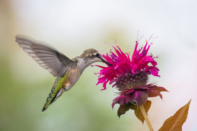 Feeding humming birf