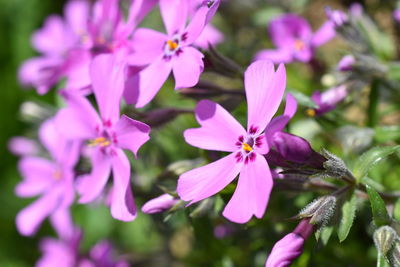 Close-up of pink flowering plant