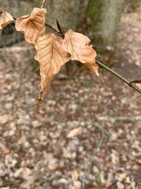 Close-up of dry maple leaves